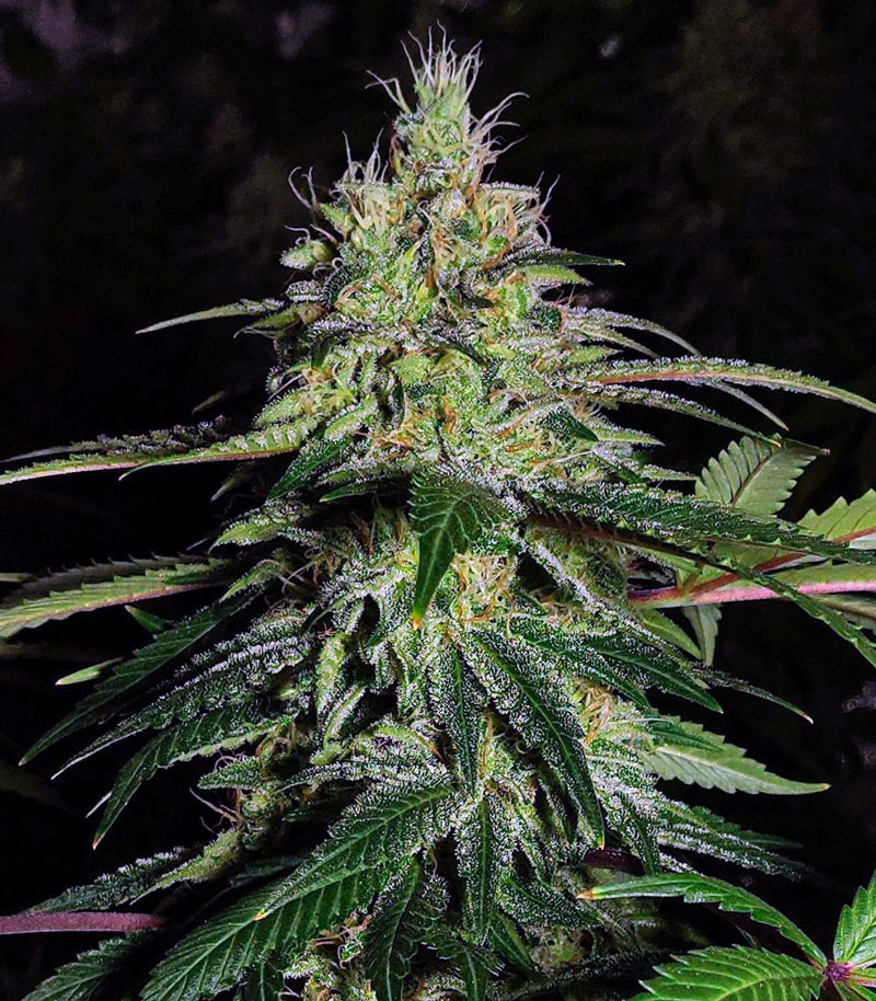 Blue Gelato 41 Barneys Farm Cannabis Samen Zu Verkaufen Herbies Seeds