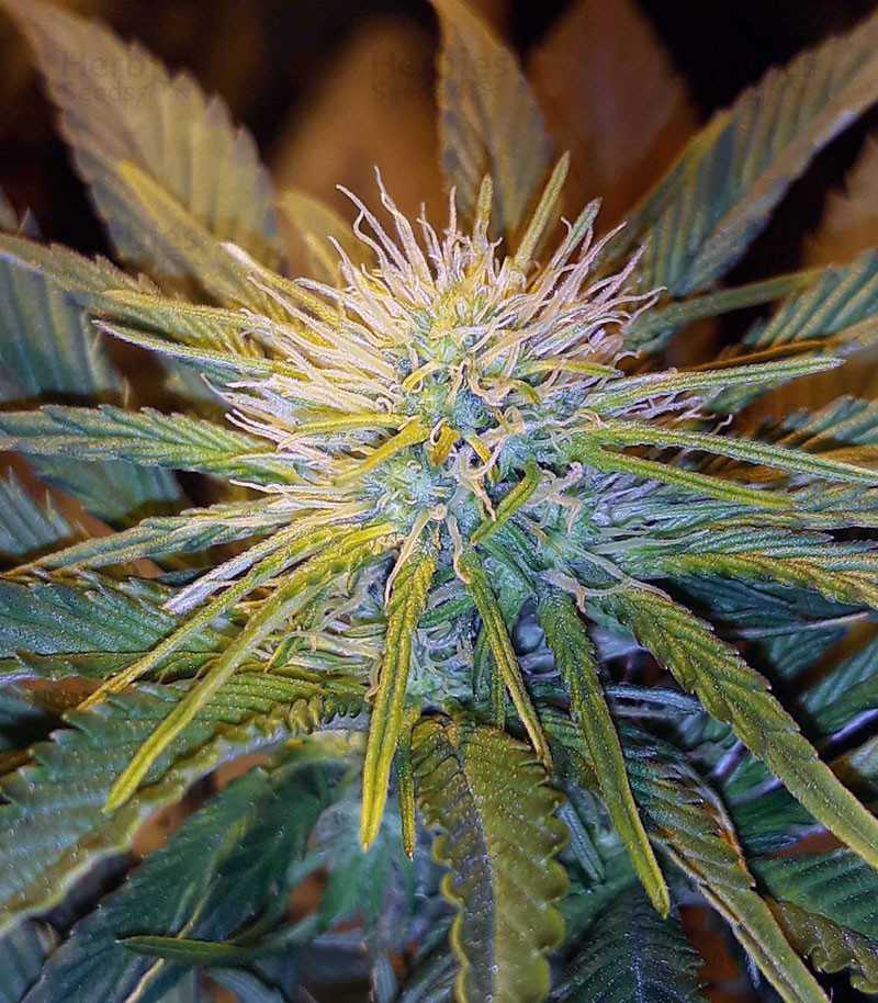 White Kush (Advanced Seeds) Cannabis-Samen Bewertungen - Herbies Seeds